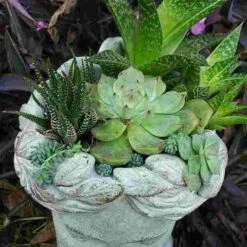 Aphrodite Lady Head Planter -Bird Haven Outlet Store Aphrodite Head Planter Top View