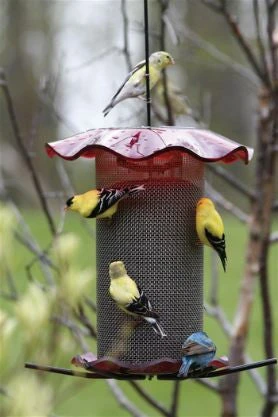 Forever Thistle Feeder-1 Qt 3 Forever Thistle Feeder-1 Qt - Image 3