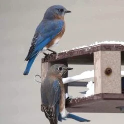 Gilbertson Hanging Bluebird Feeder 6 Gilbertson Hanging Bluebird Feeder -Bird Haven Outlet Store Gilbertson Bluebird Feeder