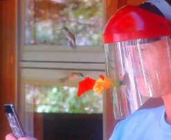 HummViewer Ultimate Feeder Mask -Bird Haven Outlet Store Humm Viewer Feeder In Use