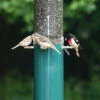 Classic Squirrel Proof Feeder W/Baffle & Pole