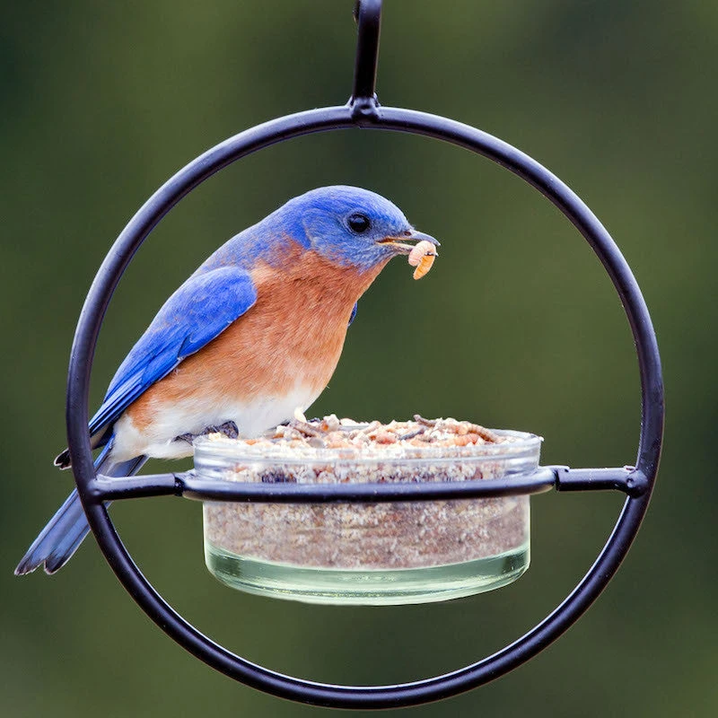 Orb Mealworm & Multi-Use Bird Feeder 1 Orb Mealworm & Multi-Use Bird Feeder