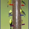 Super Rainbow Finch Feeder