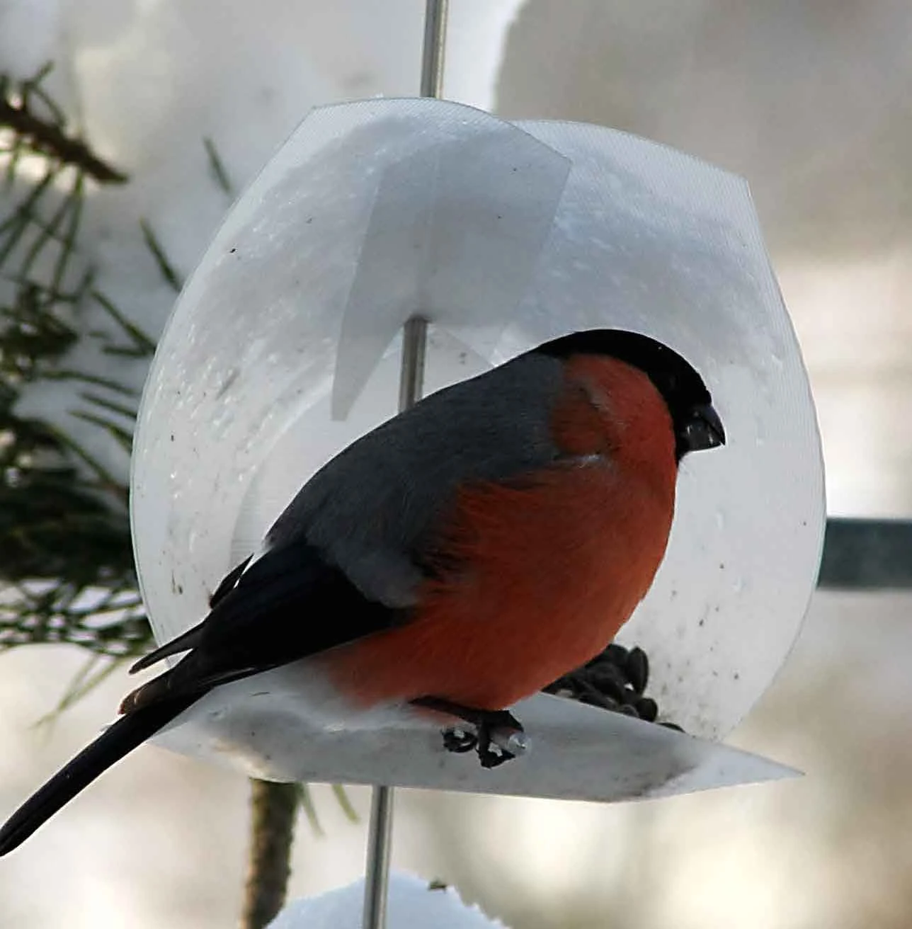 Euro Bird Feeder Kit 1 Euro Bird Feeder Kit