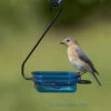 Fruit-Jelly-Mealworm Feeder - Hanging