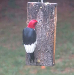 Suet Sandwich Bird Feeder -Bird Haven Outlet Store red head woodpecker at suet sandwich