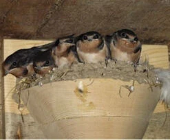 Barn Swallow Nest Cups - Set Of 2